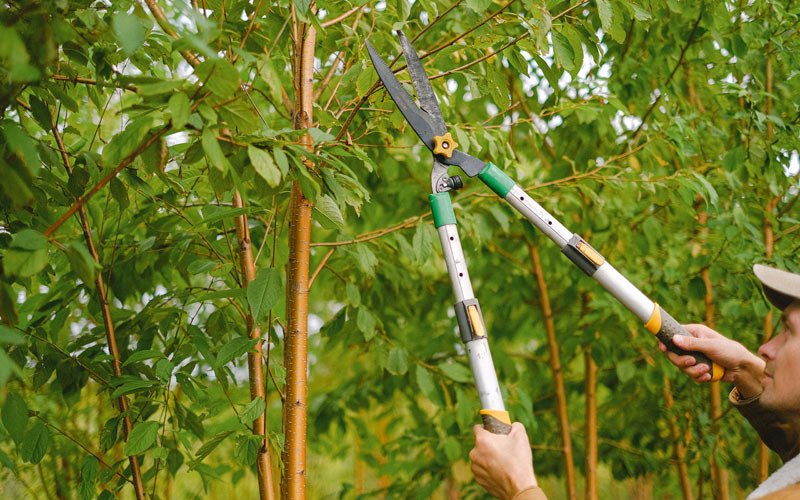 Tree trimming in Schnellville, IN